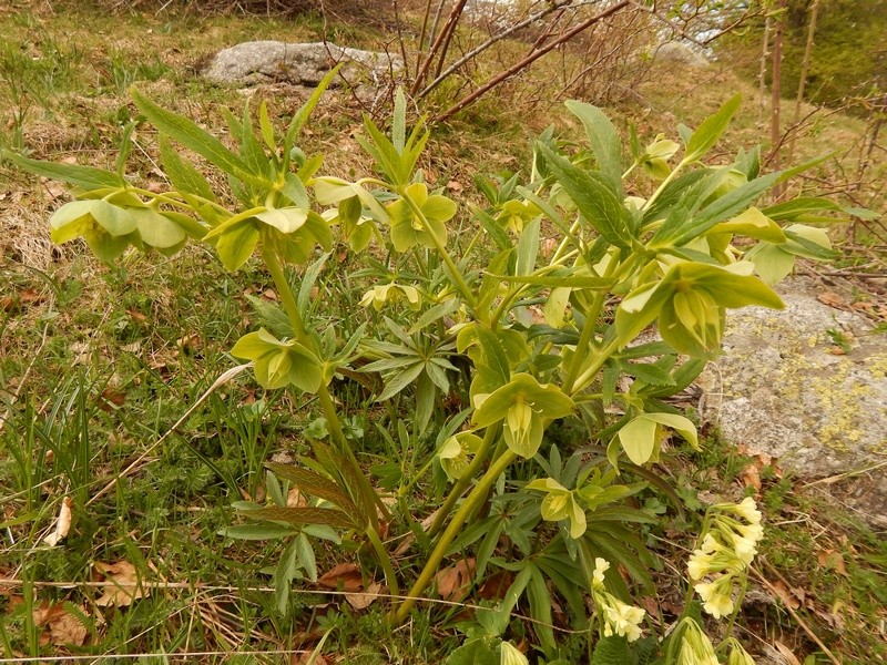 Helleborous viridis